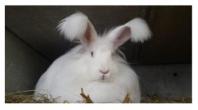 Angora